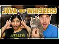 Besoker Java Whiskers - Sveriges forsta kattcafe