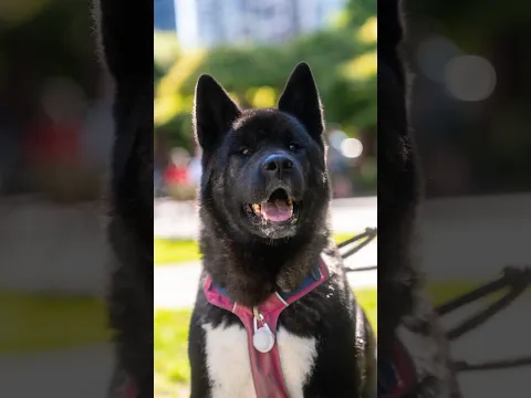 A wild Akita appeared! But will she let me take her photo? 🤔 #dogphotographer