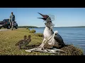 Download Lagu Menyelamatkan Seekor Loon Induk yang Terjebak dalam Botol Plastik – Kisah Menyentuh Hati di Danau...