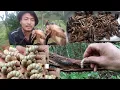 Download Lagu Best Time To Catch Wood Worm \u0026 Cricket || Naga // Village Life || Jungle Vlog
