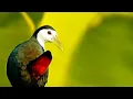 Download Lagu Waterhen Sound - white breasted waterhen bird sound