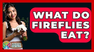 What Do Fireflies Eat - Holistic Balance And Bliss