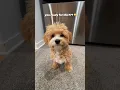 so you want a maltipoo