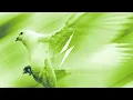 Modeā & Bryan Kearney - Ready to Fly