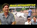 Download Lagu JAUH2 DARI AFGHANISTAN, BULE INI KESAMPEAN LIAT SAPI DEHAKIMS..!!