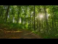 Download Lagu 🌳 4K - Relaxing Nature Sounds For Stress Relief, Forest Sounds, Bird Song