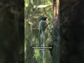 Download Lagu Burung Tali Pocong#shortvideo #birds #burung #bird #birdsounds #shortsvideo