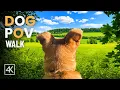 Dog POV Walk 10-Hour Virtual Bohemian Forest Adventure Relaxing Dog TV in 4K