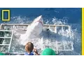 Download Lagu Diver Narrowly Escapes When Great White Shark Breaks Into Cage | National Geographic