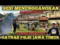 Download Lagu MENEGANGKAN ❗SESI TERNAK,Lomba Perkutut Lokal gantangan nasional Tulungagung Jawa Timur