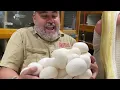 Pulling Retic Eggs at PREHISTORIC PETS