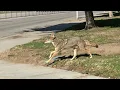 Endangered San Joaquin kit fox pups call CSU Bakersfield home
