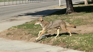 Endangered San Joaquin kit fox pups call CSU Bakersfield home