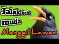 Download Lagu Ocehan Jalak Kebo Gacor ‼️ Jalak Kebo Muda Memanggil Lawan.Semua Jalak Auto Nyaut