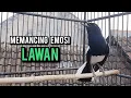 Download Lagu kacer gacor NGEPLONG tarung ini paling ampuh buat PANCINGAN KACER agar EMOSI