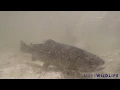 Spring Trout Stocking