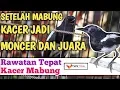 Download Lagu Perawatan Kacer Mabung Agar Cepat Selesai