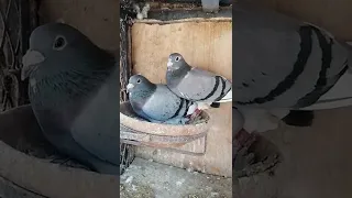 من نخبة حمام الهاوي السعودي حسين آل محفوظ عضو مركز القطيف لسباق الحمام الزاجل 