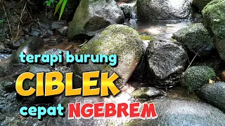 Download terapi burung ciblek cepat ngebrem dan gacor, suara gemericik air MP3