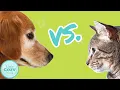 Dogs vs Cats Which is Better