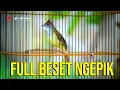 Download Lagu CUCAK JENGGOT Gacor Full Beset Ngepik
