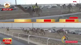 ش8 شداد اللقايا مهجنات إنتاج لهب لـ حمدان مسيعد خالد المنصوري 5 49 63 مهرجان الظفرة 2025 