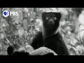 Download Lagu Young David Attenborough Records First Lemur Sounds