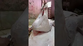 اخطر معلم الباشا اروع شغل الثقيل في الونش استخراج جلد من داخل ضهري العجل بكل سهوله كيفيه رفع عجل 