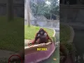 Download Lagu Orangutan Demands a Fair Swap 😂