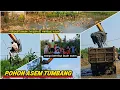 Download Lagu POHON KERAMAT TUMBANG❗️WARGA BERKERUMUN DI KALI SRENGSENG