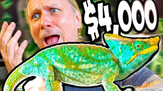 Download I Spent $4000 For The Largest Chameleon In The World! MP3