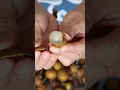 Download Lagu The best way to peel and deseed longan