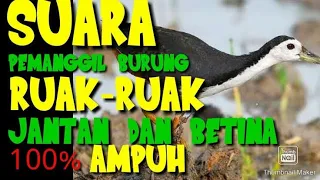 Download SUARA AMPUH PEMIKAT BURUNG RUAK RUAK MP3