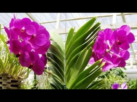 ONDE COMPRAR ORQUÍDEAS VANDA BARATA