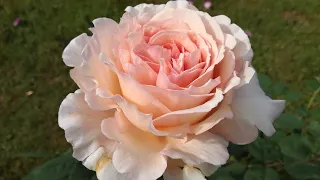 top 5 english roses in our cooler climate