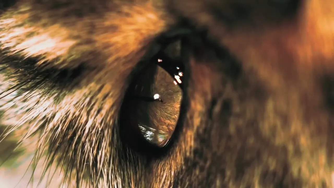 @ageinera Creative Service