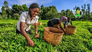 Ethiopian Music Abayu Zewde አባዩ ዘውዴ Shegye New Ethiopian Music 2022 Official Video 