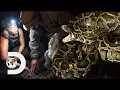 The Team Catches Two Pythons In The Same Night Guardians Of The Glades