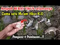 Download Lagu MENGERIKAN Cara cepat membasmi Hama tikus Cara membasmi Hama tikus di sawah