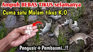 mengerikan cara cepat membasmi hama tikus cara membasmi hama tikus di sawah