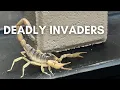 This is how you stop bugs from getting in your home
