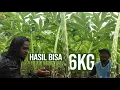 Download Lagu SATU POHON PORANG INI BISA MENCAPAI 6-7 KG