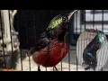Download Lagu Suara burung Kolibri ninja ribut , cocok memancing burung bakalan !