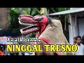 NINGGAL TRESNO Enjel Rosmala Jaranan Jowo Turonggo Djati - Saxena Pro Audio