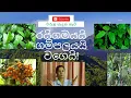 Download Lagu Aunty Story: Raigamayayi Gampalayayi (රයිගමයයි ගම්පලයයි වගෙයි)