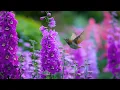 Download Lagu Самая красивая музыка для души 🌺 Слушайте и чувствуйте умиротворение 🌿 Sergey Grischuk