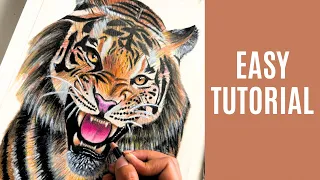 How To Draw Tiger Color Pencil Tutorial