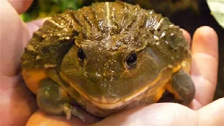 AMAZING GIANT PIXIE FROG AFRICAN BULLFROG CALMING BATH TIME UNTIL GIANT POOP
