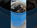 Lagu Making compost in a drum