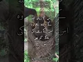 surah hud Ayat 6 urdu translation only